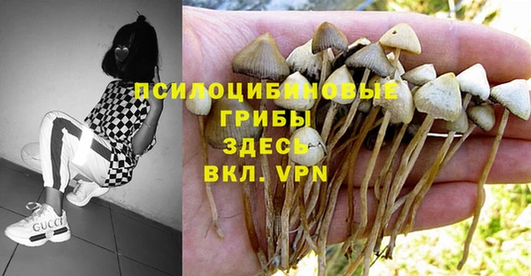индика Алзамай